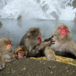 Snow Monkeys V3